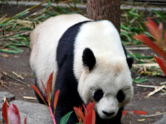 Ailuropoda melanoleuca