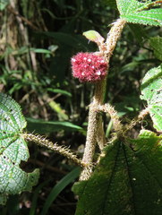 Miconia reflexa