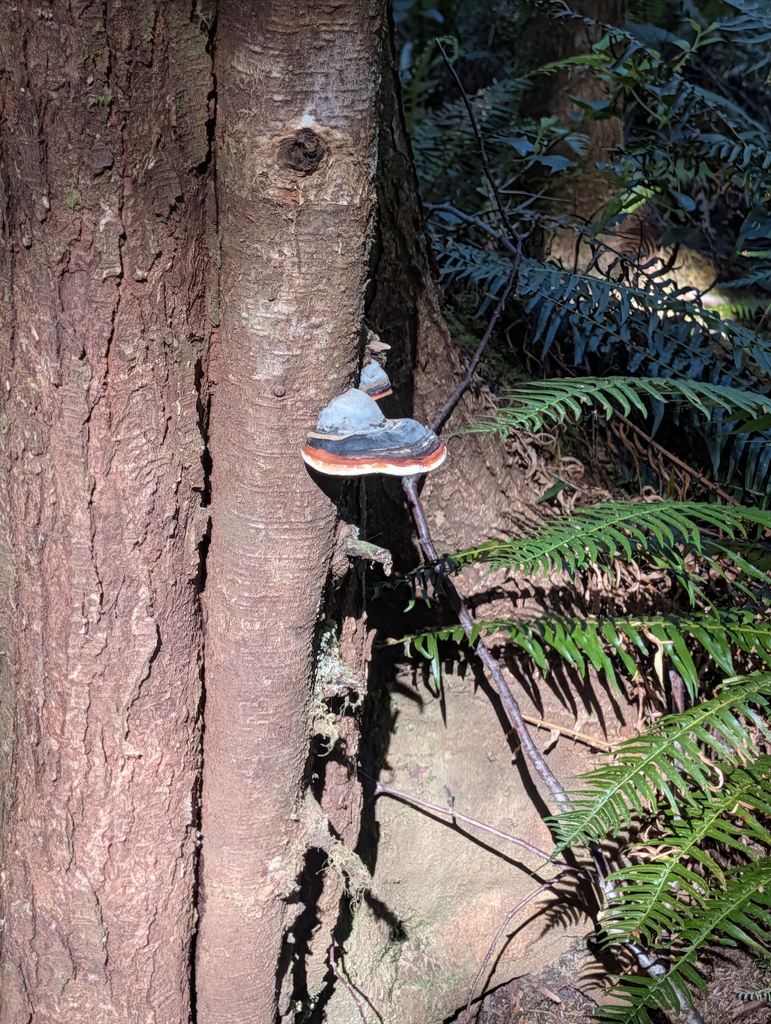 Northern Red Belt · May 2026 · photo: Photo: (c) moemeikle, some rights reserved (CC BY) · iNaturalist