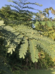 Albizia procera