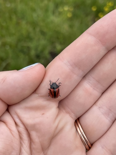 iNaturalist observation photo of Calligrapha sigmoidea