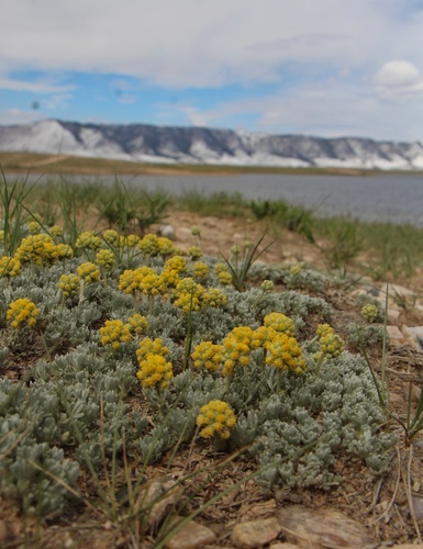 rock tansy (Sphaeromeria capitata)