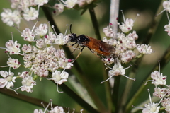 Arge cyanocrocea