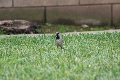 Passer domesticus