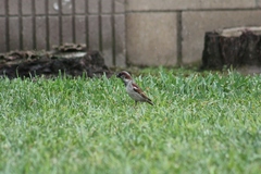 Passer domesticus