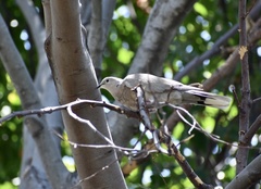 Streptopelia decaocto