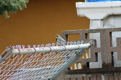 Setophaga coronata auduboni