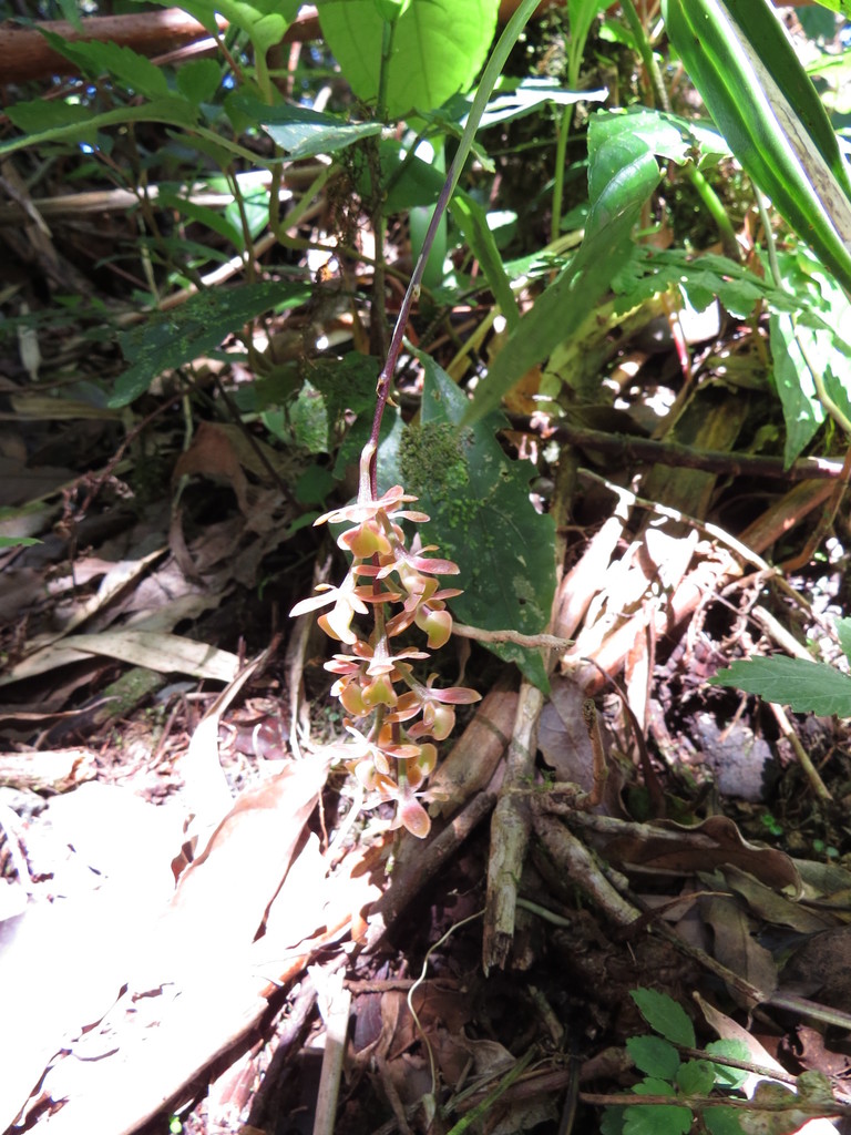Epidendrum caroli Schltr. 4