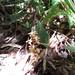 Epidendrum caroli - Photo (c) Mike Leveille, algunos derechos reservados (CC BY-NC), subido por Mike Leveille