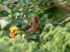 Red-Collared Myzomela photo 1