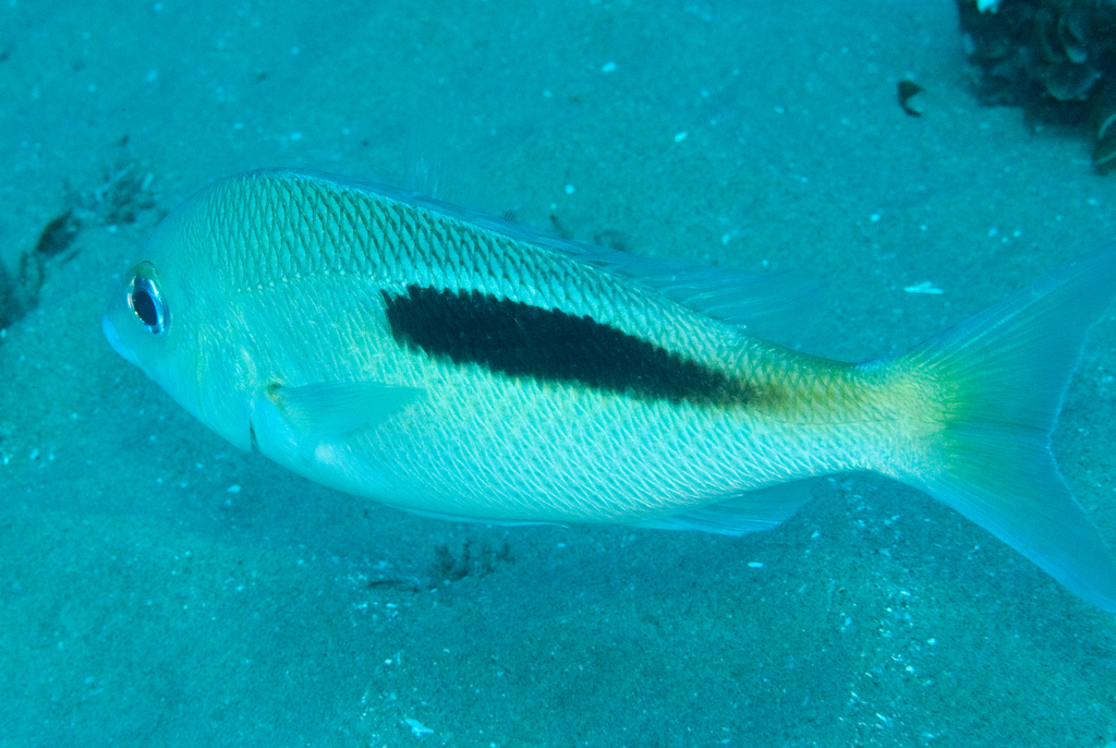Doubleblotch spinecheek (Scolopsis bimaculata) — Nemipteridae