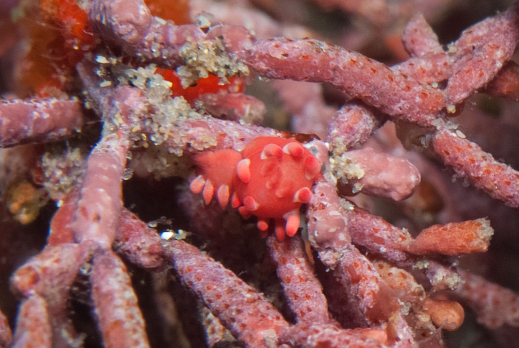 Ceratodoris nakamotoensis