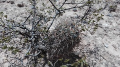 Coryphantha glanduligera