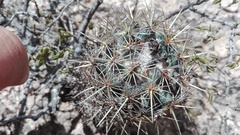Coryphantha glanduligera