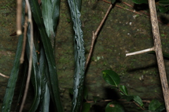 Dictymia brownii, photograph (c) Greg Tasney, some rights reserved (CC BY-SA)
