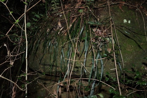 Dictymia brownii, photograph 4