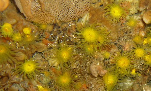 Yellow Cup Coral