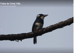 Notharchus pectoralis