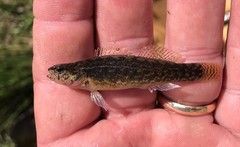 Etheostoma nigripinne