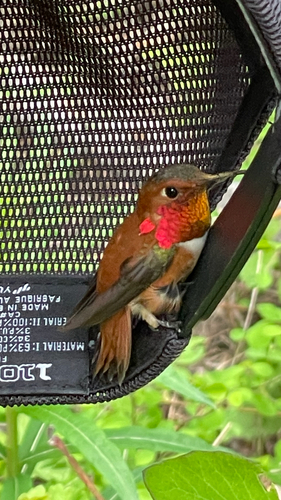 Rufous Hummingbird