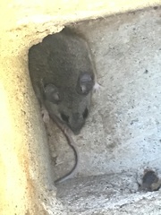 Peromyscus gambelii