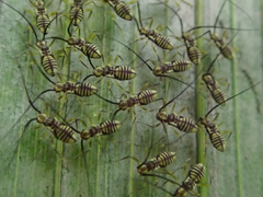 Dictyopsocus pennicornis