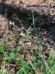 Chasmanthium nitidum