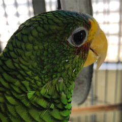 Amazona xantholora