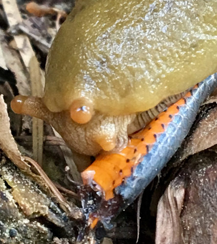 Button's Banana Slug