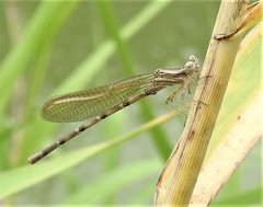 Argia sedula