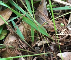 Chasmanthium nitidum