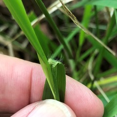 Chasmanthium nitidum