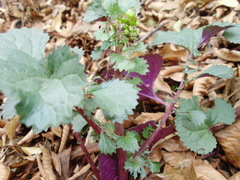 Packera coahuilensis