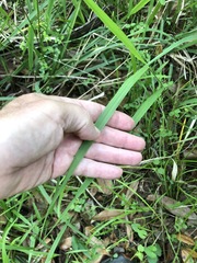 Chasmanthium nitidum