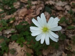 Anemonoides apennina