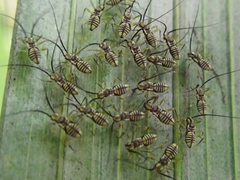 Dictyopsocus pennicornis