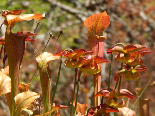 Sarracenia jonesii