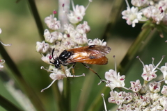 Arge cyanocrocea