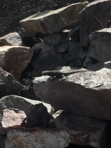 iNaturalist observation photo of Spiny Lizards