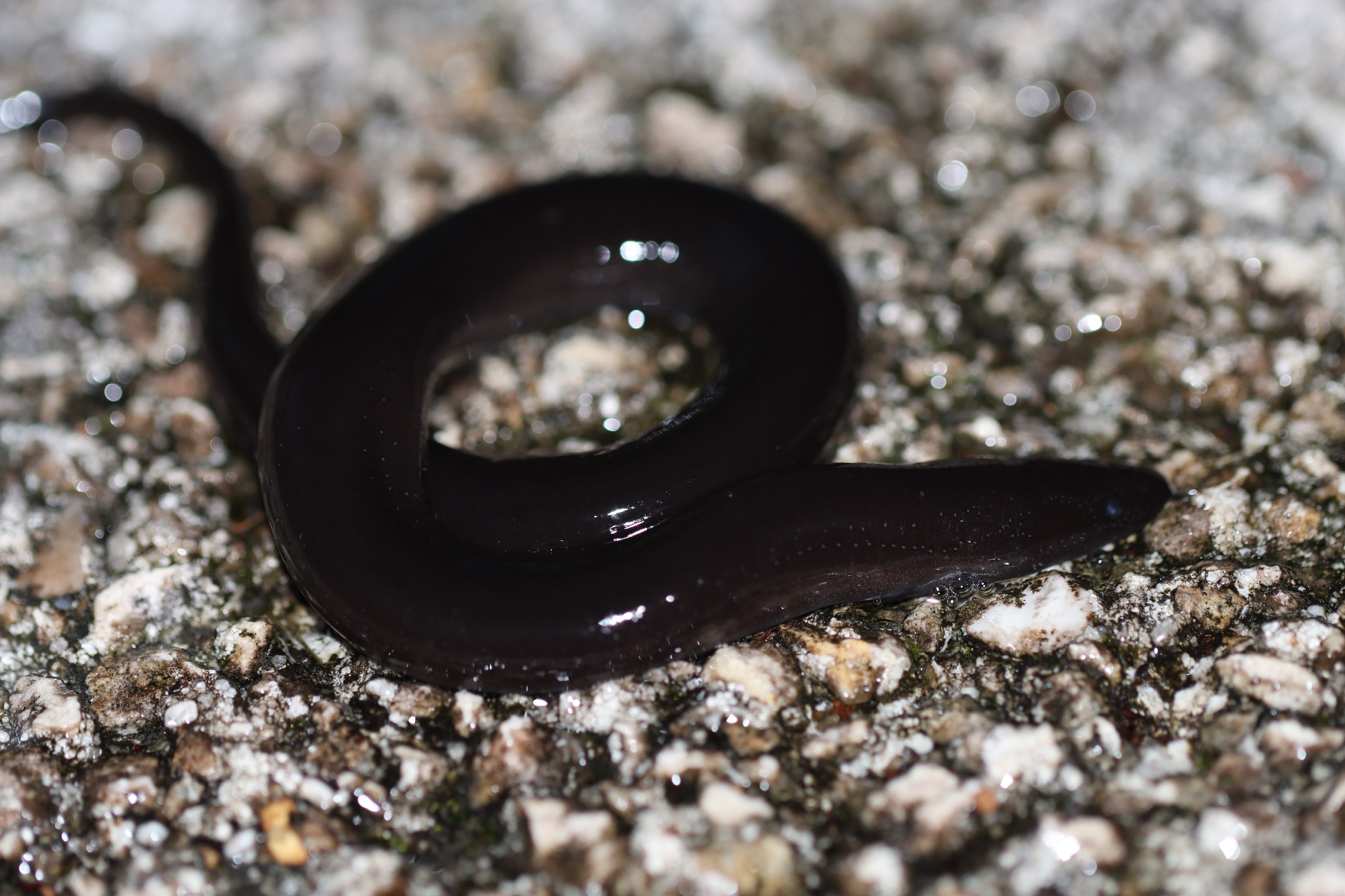 Amphiuma means Garden, 1821