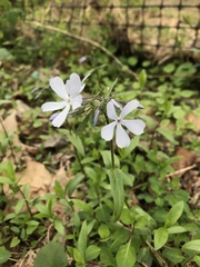 Phlox divaricata