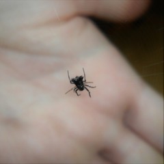 Micrathena triangularis