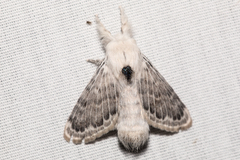 Apotolype brevicrista
