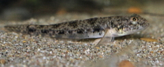 Tamar Goby photo 4