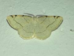 Stegania trimaculata