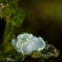 Glossodoris buko