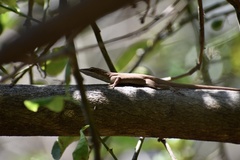 Anolis porcatus