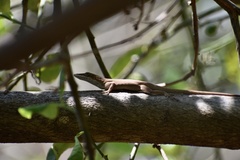Anolis porcatus