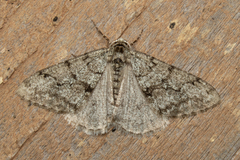 Phigalia titea