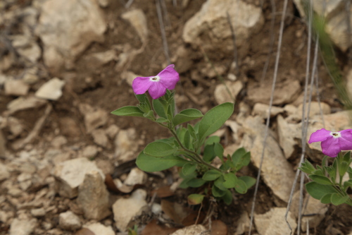 Hunzikeria texana, photograph 3